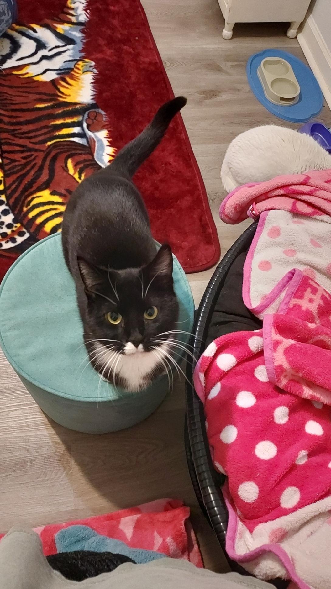 Coco, an adoptable Domestic Short Hair, Tuxedo in Drasco, AR, 72530 | Photo Image 2