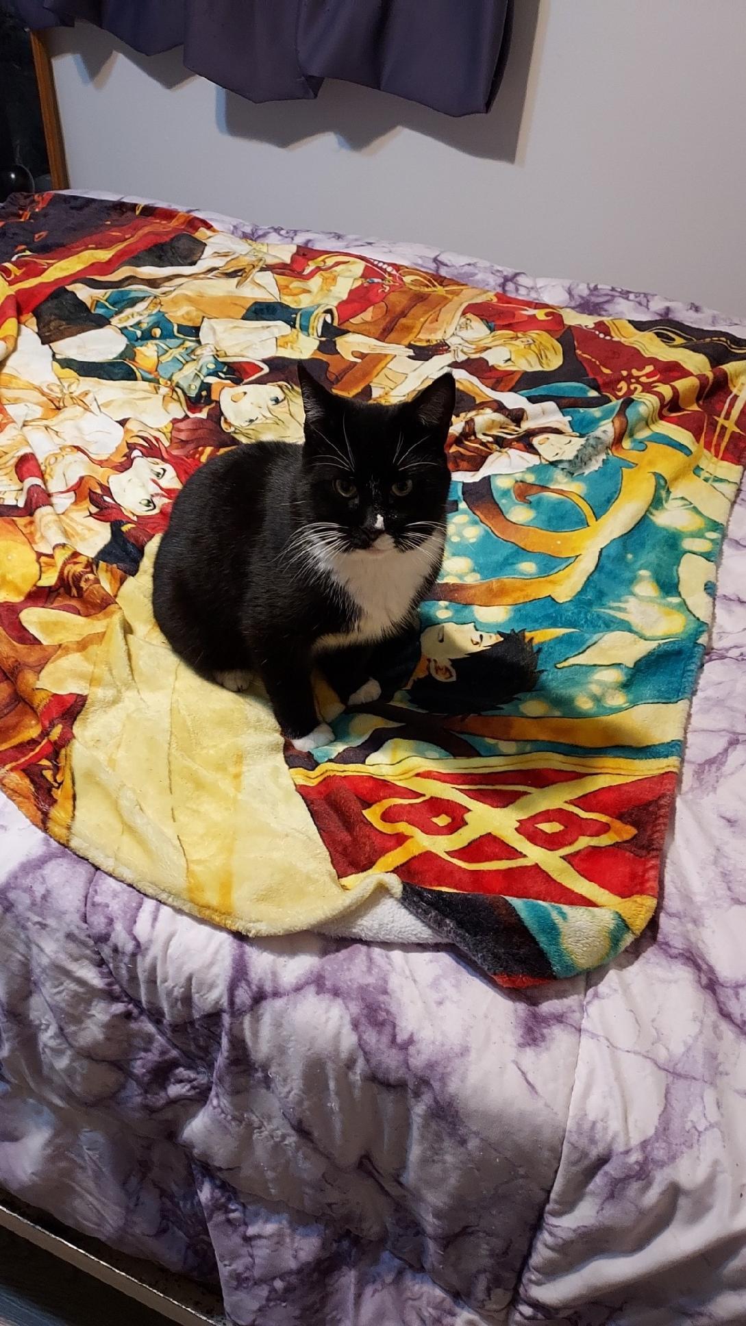 Oreo, an adoptable Domestic Short Hair, Tuxedo in Drasco, AR, 72530 | Photo Image 1