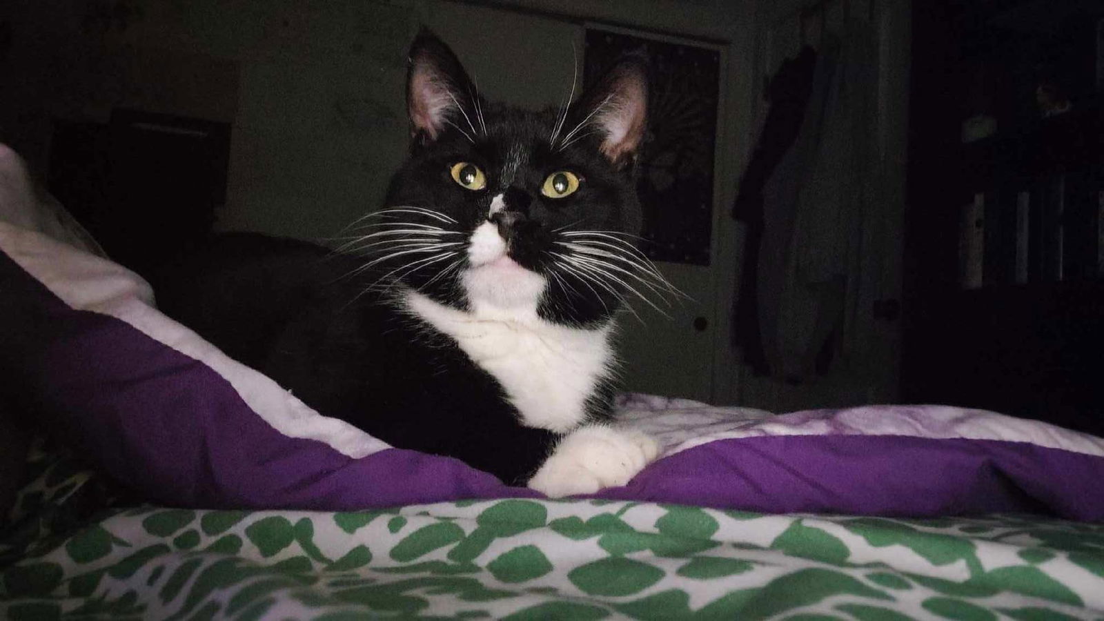 Oreo, an adoptable Domestic Short Hair, Tuxedo in Drasco, AR, 72530 | Photo Image 2