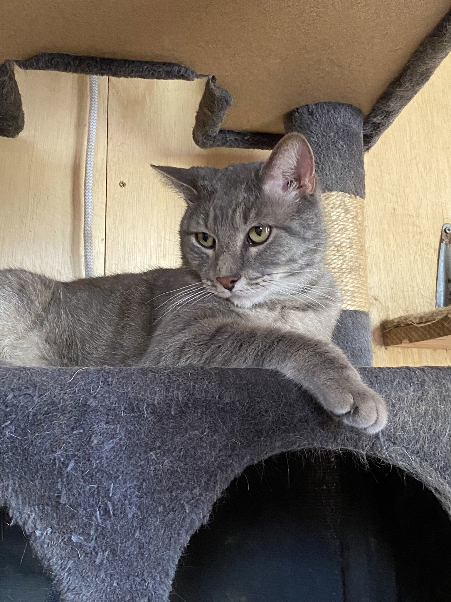 Greyson, an adoptable Domestic Short Hair in Drasco, AR, 72530 | Photo Image 1