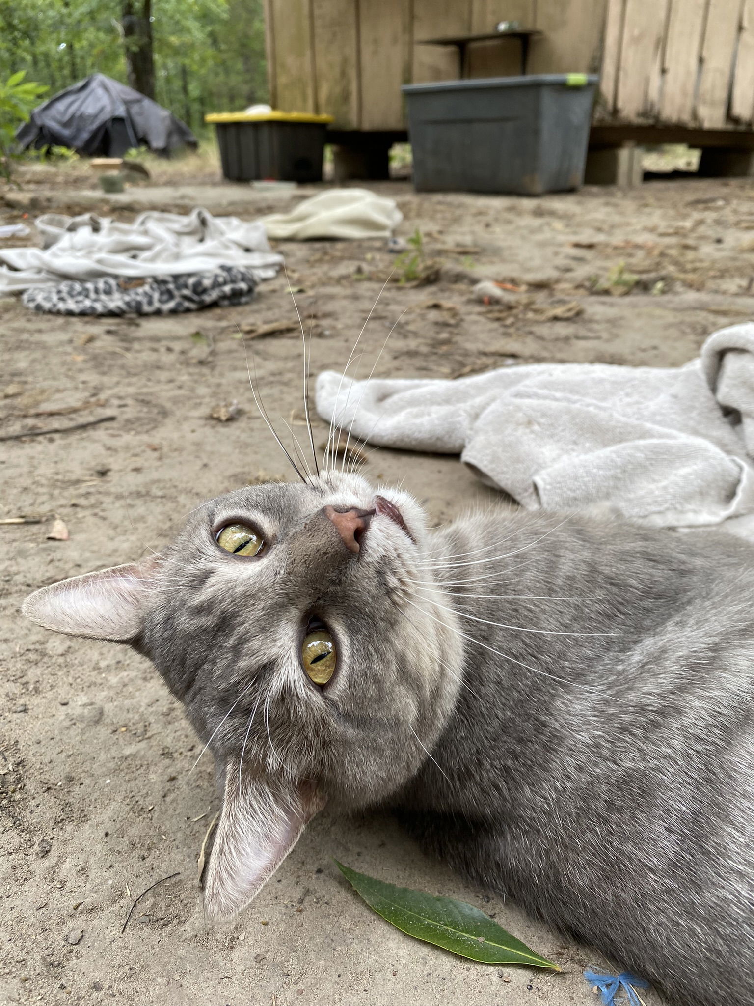 Greyson, an adoptable Domestic Short Hair in Drasco, AR, 72530 | Photo Image 2