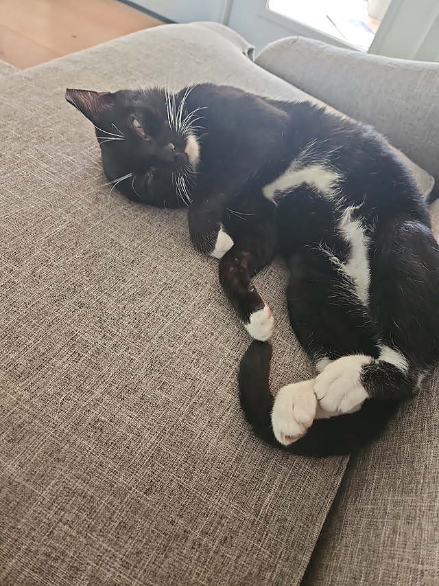 Benji