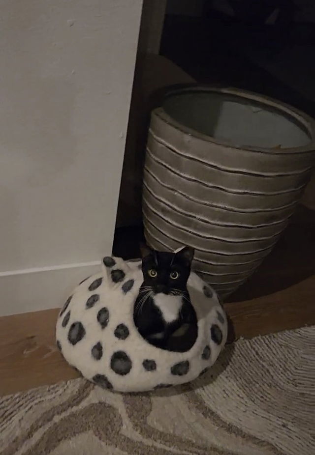 Benji