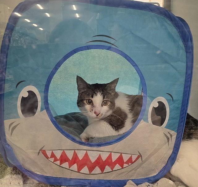 Tank