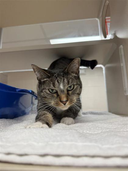 Boo, an adoptable Domestic Short Hair in Hutchinson, KS, 67504 | Photo Image 1