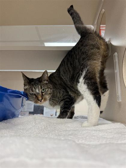 Boo, an adoptable Domestic Short Hair in Hutchinson, KS, 67504 | Photo Image 2