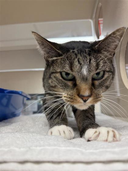 Boo, an adoptable Domestic Short Hair in Hutchinson, KS, 67504 | Photo Image 3