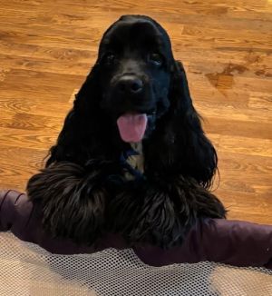 Kendrick M 25039, Young Male Cocker Spaniel