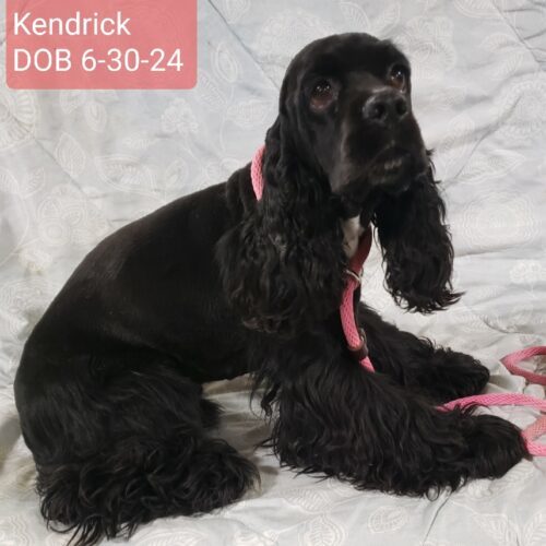 Kendrick M 25039