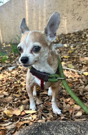 CHAZ, Adult Male Chihuahua