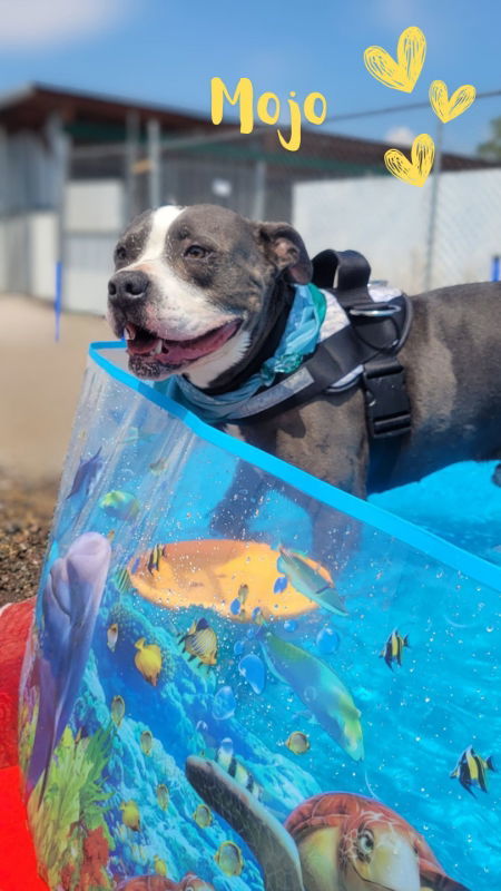 Mojo, an adoptable Staffordshire Bull Terrier, American Staffordshire Terrier in Monte Vista, CO, 81144 | Photo Image 1