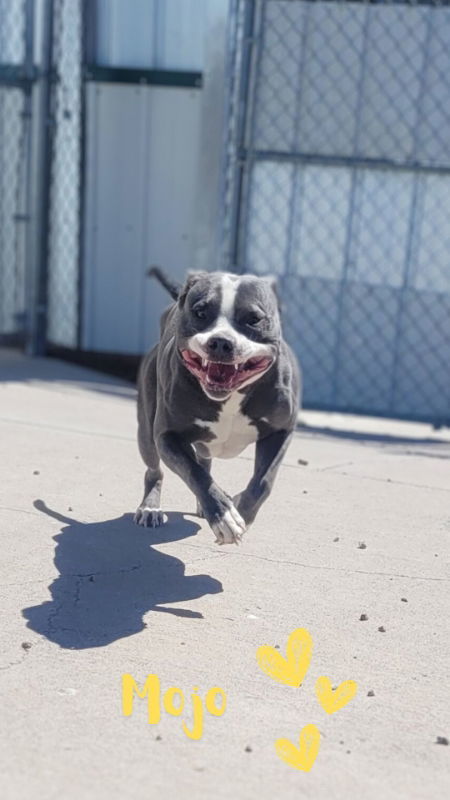 Mojo, an adoptable Staffordshire Bull Terrier, American Staffordshire Terrier in Monte Vista, CO, 81144 | Photo Image 2