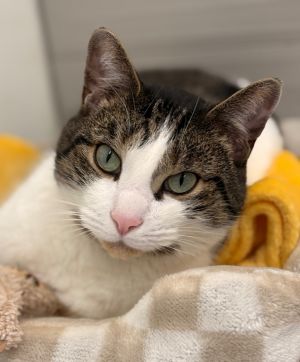 Howie, Adult Male Domestic Short Hair