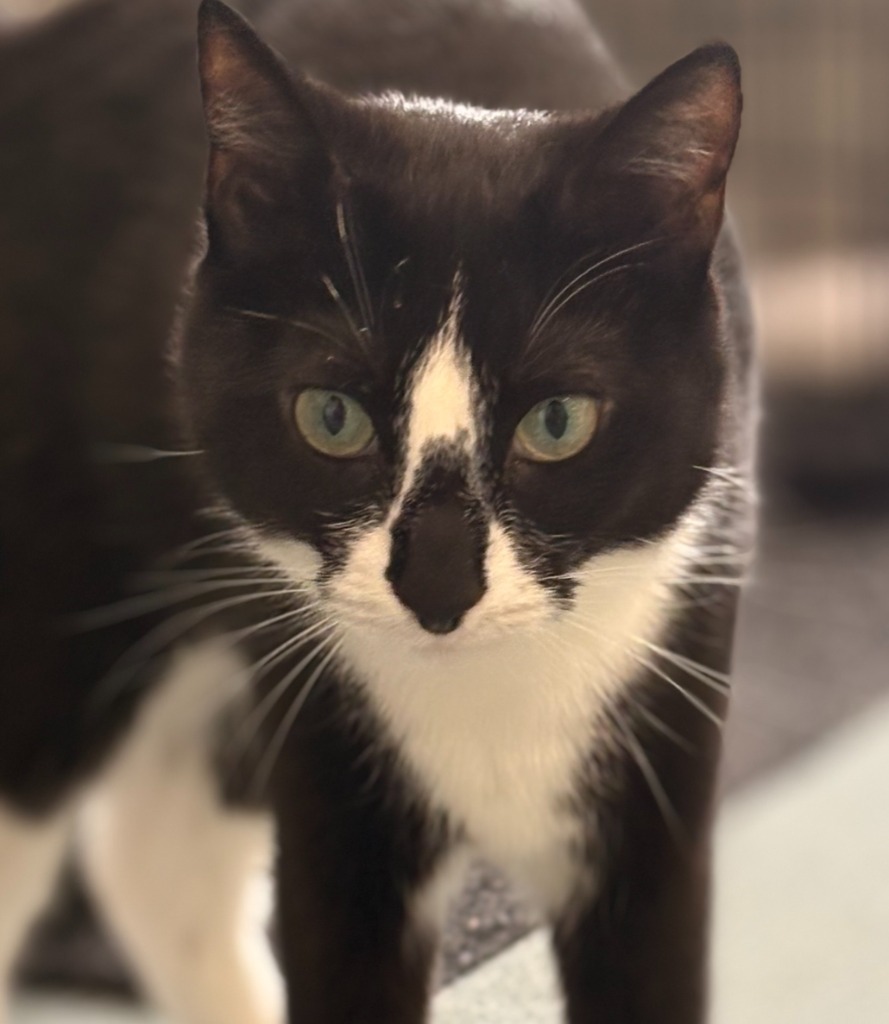 Daisy (fka Willa), an adoptable Domestic Short Hair in Cumberland, ME, 04021 | Photo Image 1