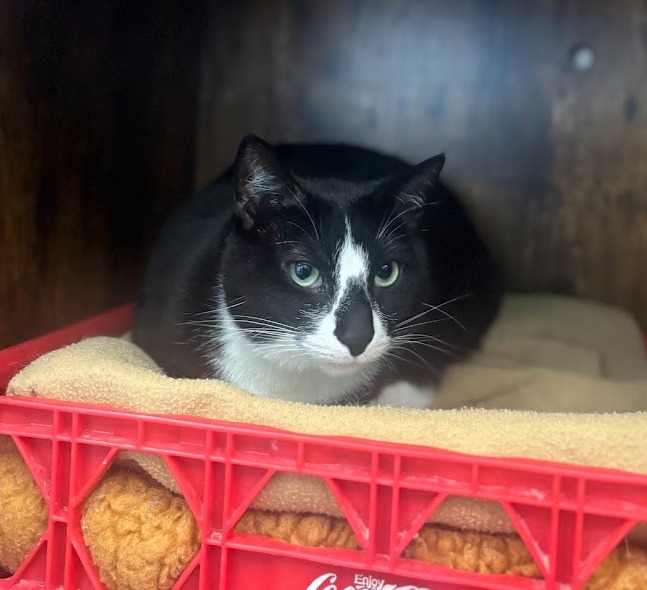 Daisy (fka Willa), an adoptable Domestic Short Hair in Cumberland, ME, 04021 | Photo Image 1
