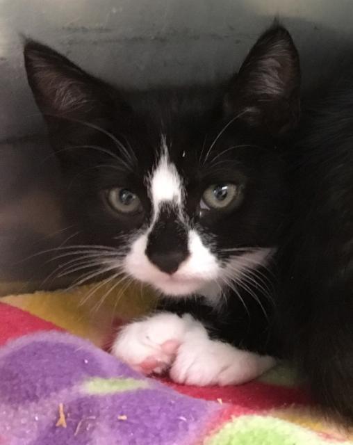 Daisy (fka Willa), an adoptable Domestic Short Hair in Cumberland, ME, 04021 | Photo Image 2