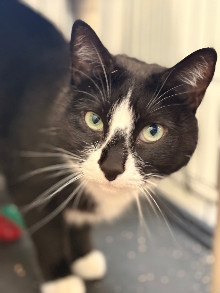 Daisy (fka Willa), an adoptable Domestic Short Hair in Cumberland, ME, 04021 | Photo Image 2