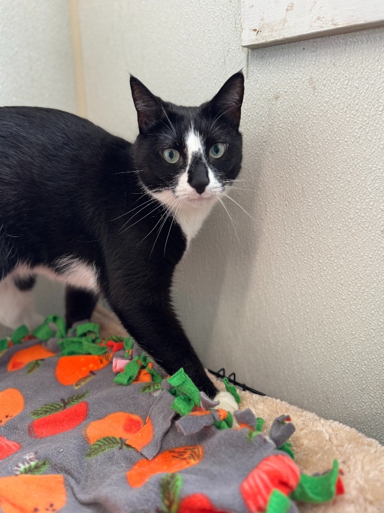 Daisy (fka Willa), an adoptable Domestic Short Hair in Cumberland, ME, 04021 | Photo Image 4