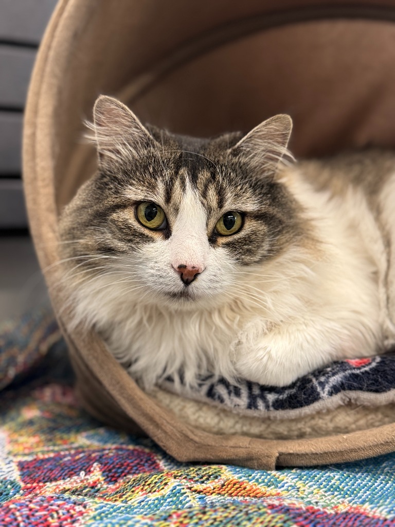 Marjorie(aka Emma,Lotte,Ina), an adoptable Domestic Medium Hair in Cumberland, ME, 04021 | Photo Image 1