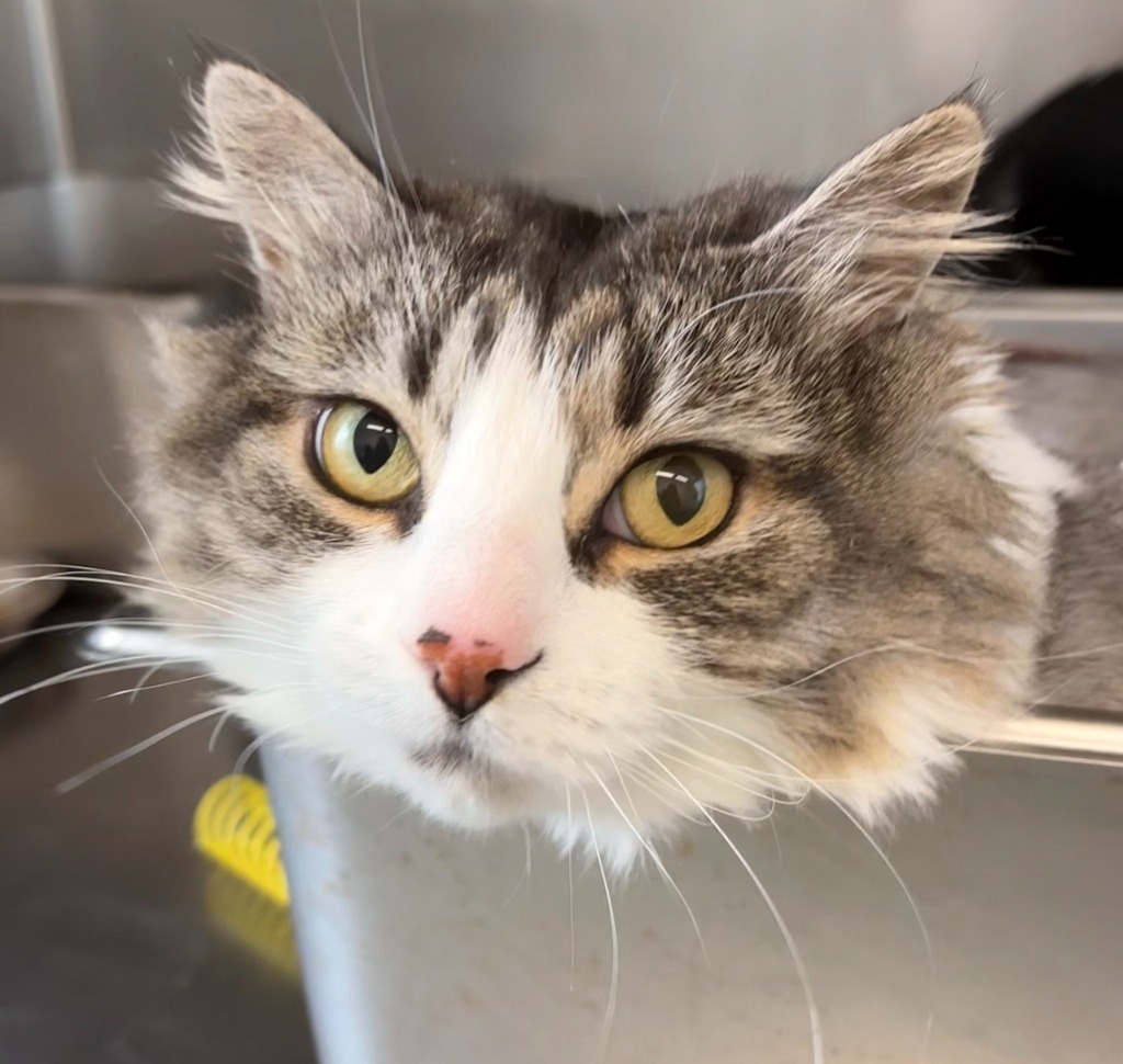 Marjorie(aka Emma,Lotte,Ina), an adoptable Domestic Medium Hair in Cumberland, ME, 04021 | Photo Image 2