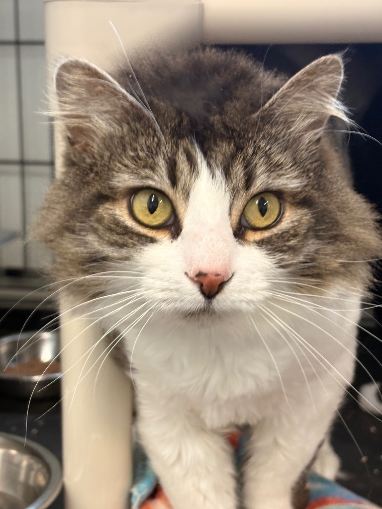 Marjorie(aka Emma,Lotte,Ina), an adoptable Domestic Medium Hair in Cumberland, ME, 04021 | Photo Image 3