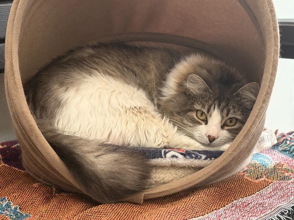 Marjorie(aka Emma,Lotte,Ina), an adoptable Domestic Medium Hair in Cumberland, ME, 04021 | Photo Image 4