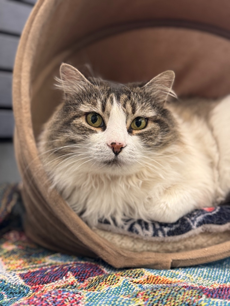 Marjorie(aka Emma,Lotte,Ina), an adoptable Domestic Medium Hair in Cumberland, ME, 04021 | Photo Image 5