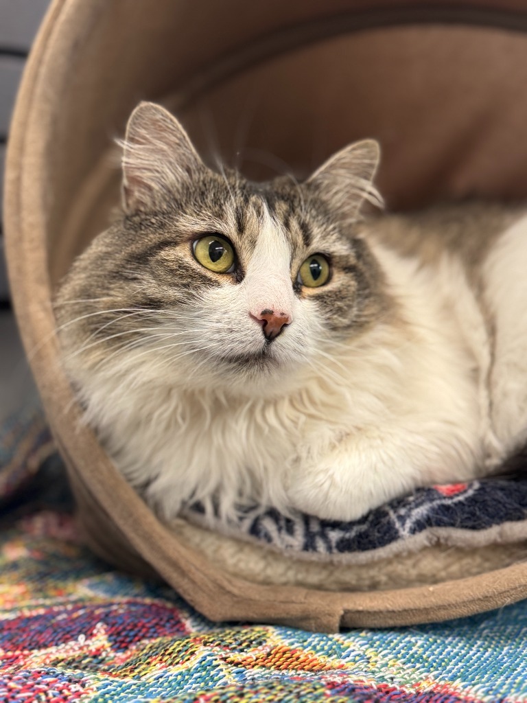 Marjorie(aka Emma,Lotte,Ina), an adoptable Domestic Medium Hair in Cumberland, ME, 04021 | Photo Image 6