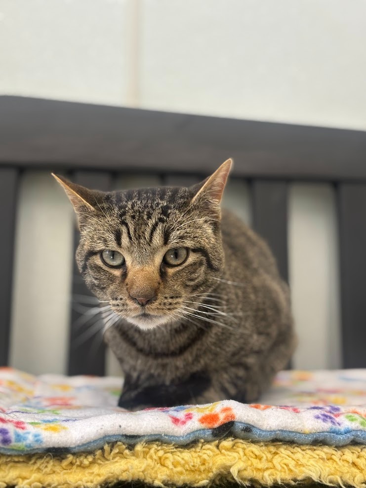 Liam, an adoptable Domestic Short Hair in Cumberland, ME, 04021 | Photo Image 1