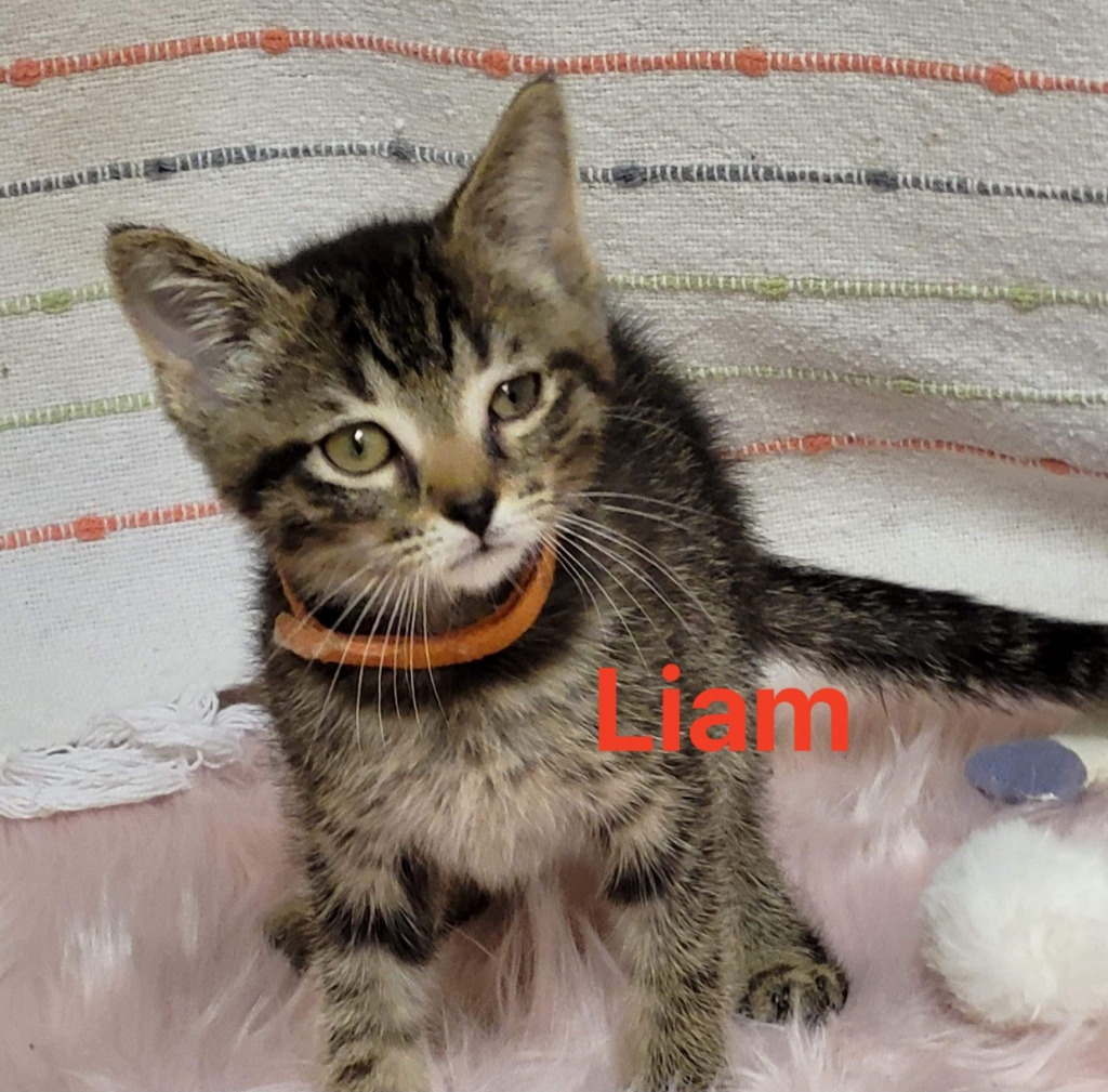 Liam