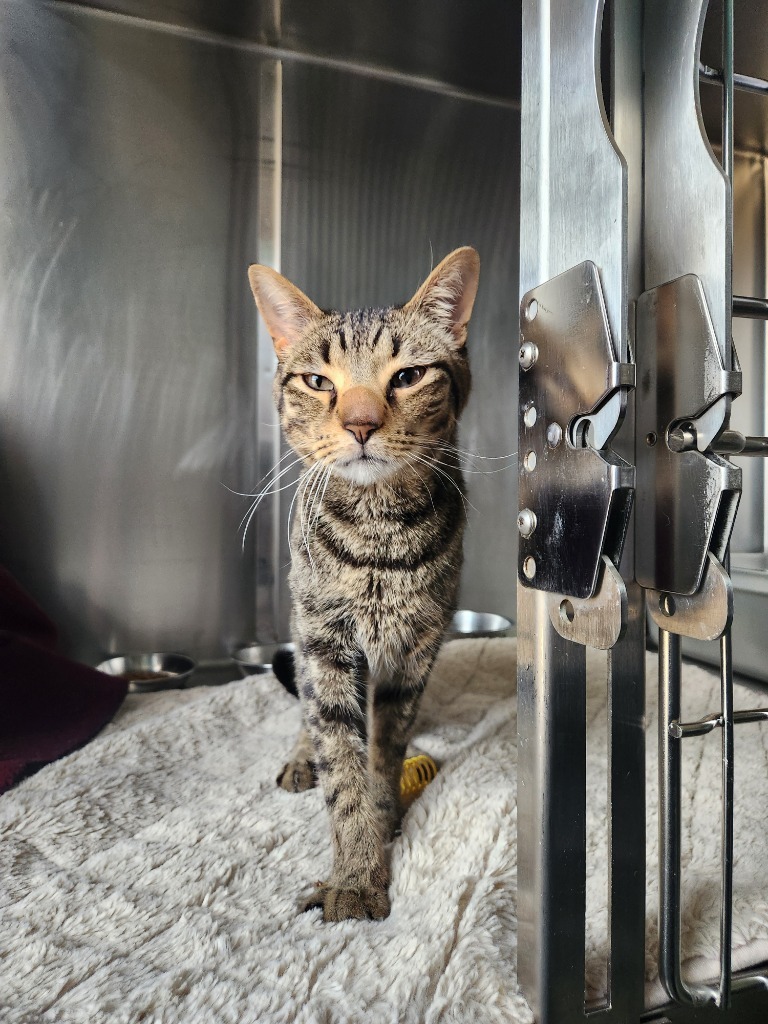 Liam, an adoptable Domestic Short Hair in Cumberland, ME, 04021 | Photo Image 2