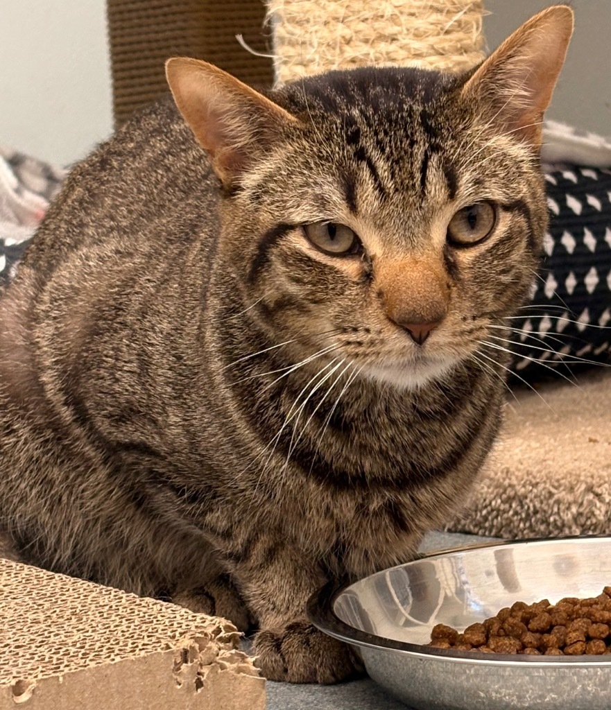 Liam, an adoptable Domestic Short Hair in Cumberland, ME, 04021 | Photo Image 2