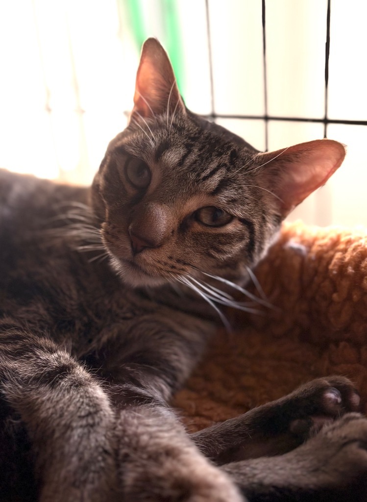 Liam, an adoptable Domestic Short Hair in Cumberland, ME, 04021 | Photo Image 3