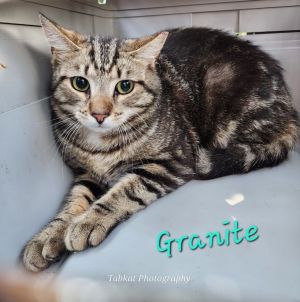 Granite, Young Male unknown