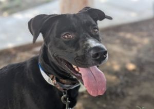 Samm*, Adult Male Labrador Retriever
