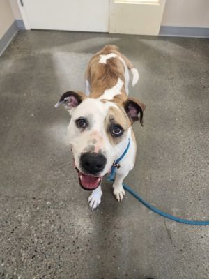 Cooper Mixed Breed Dog