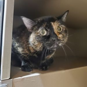 Petunia Domestic Short Hair Cat