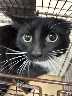 Primary Color Tuxedo Weight 82lbs