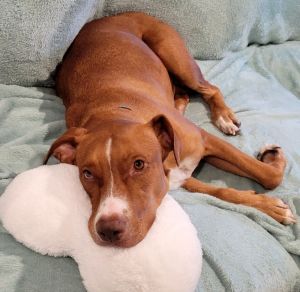 Tina, Adult Female Vizsla