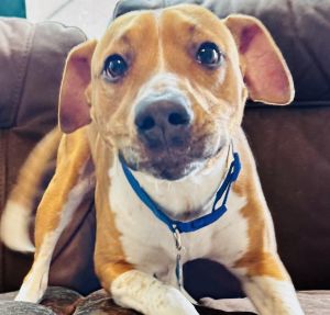 Chico, Young Male Terrier