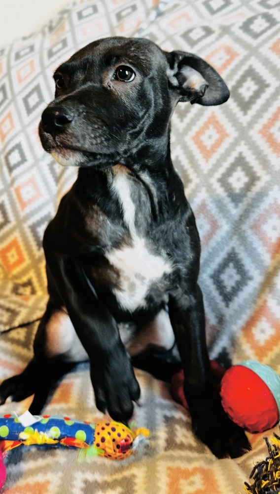 Sara the Mastiff