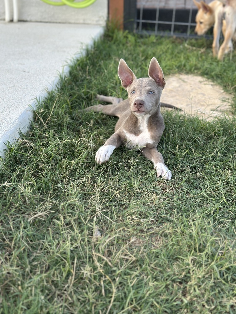 Blue from The Hole