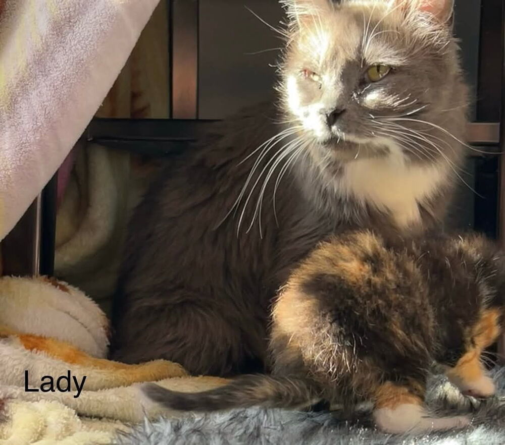 Lady Ember, an adoptable Domestic Medium Hair in Parker, CO, 80138 | Photo Image 1