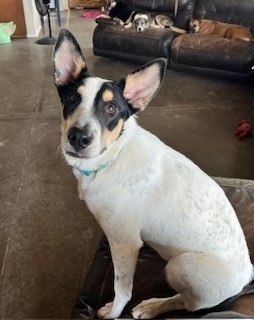 Deidre Capone, Baby Female Cattle Dog