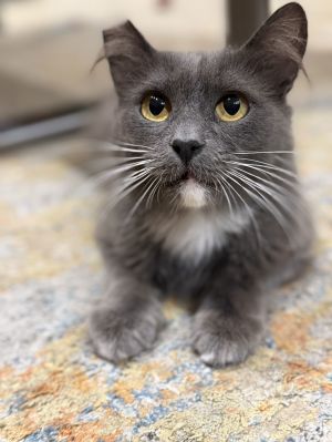 Lyra, Adult Female unknown
