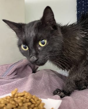 Bimini 554-25 Domestic Short Hair Cat