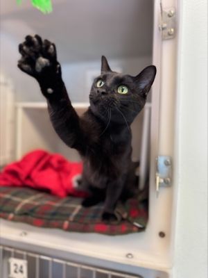 Bimini 554-25 Domestic Short Hair Cat