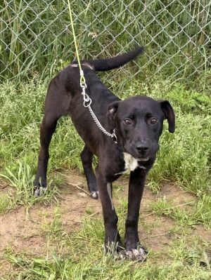 MAVERICK, Adult Male Labrador Retriever