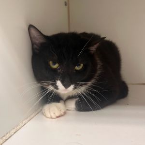 Apollo Domestic Short Hair Cat