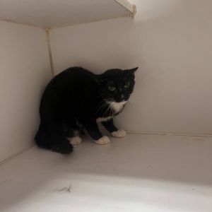 Artemis Domestic Short Hair Cat